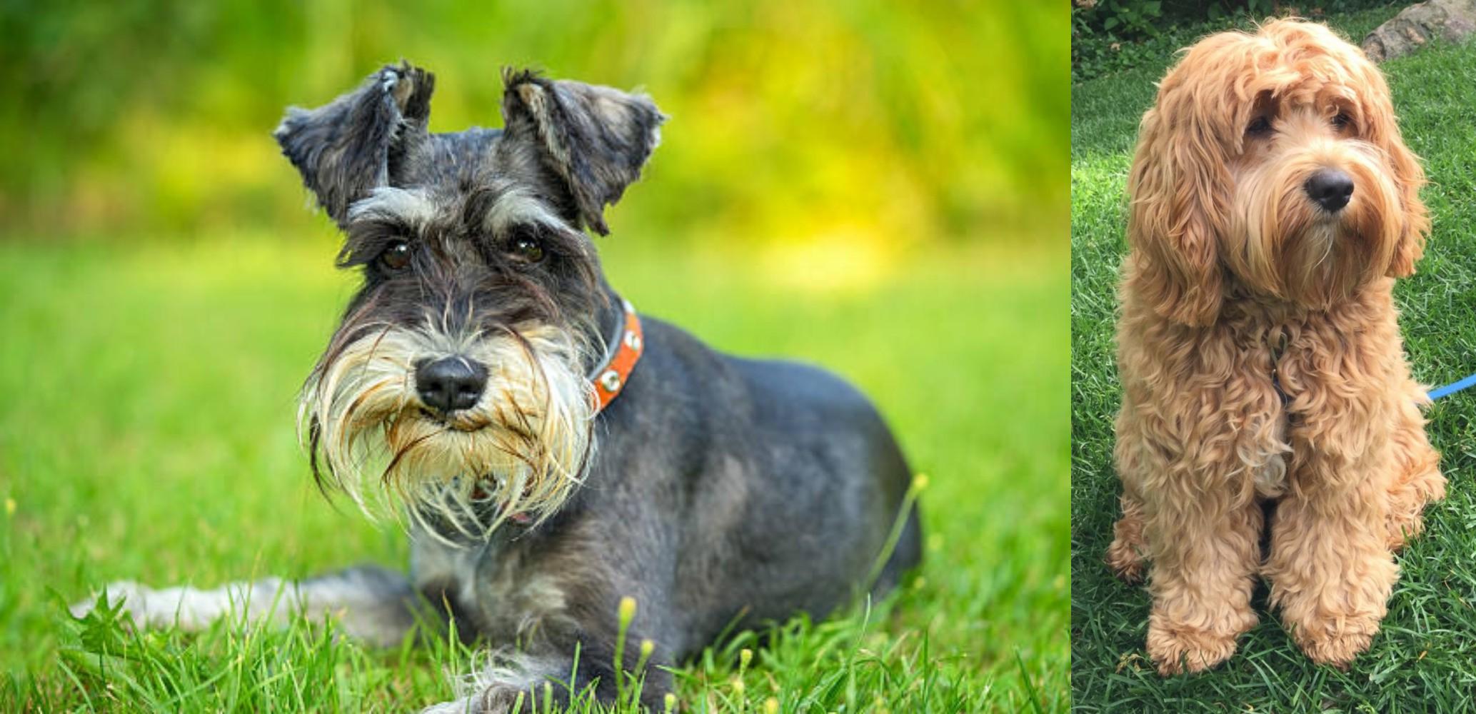 cockapoo schnauzer mix for sale