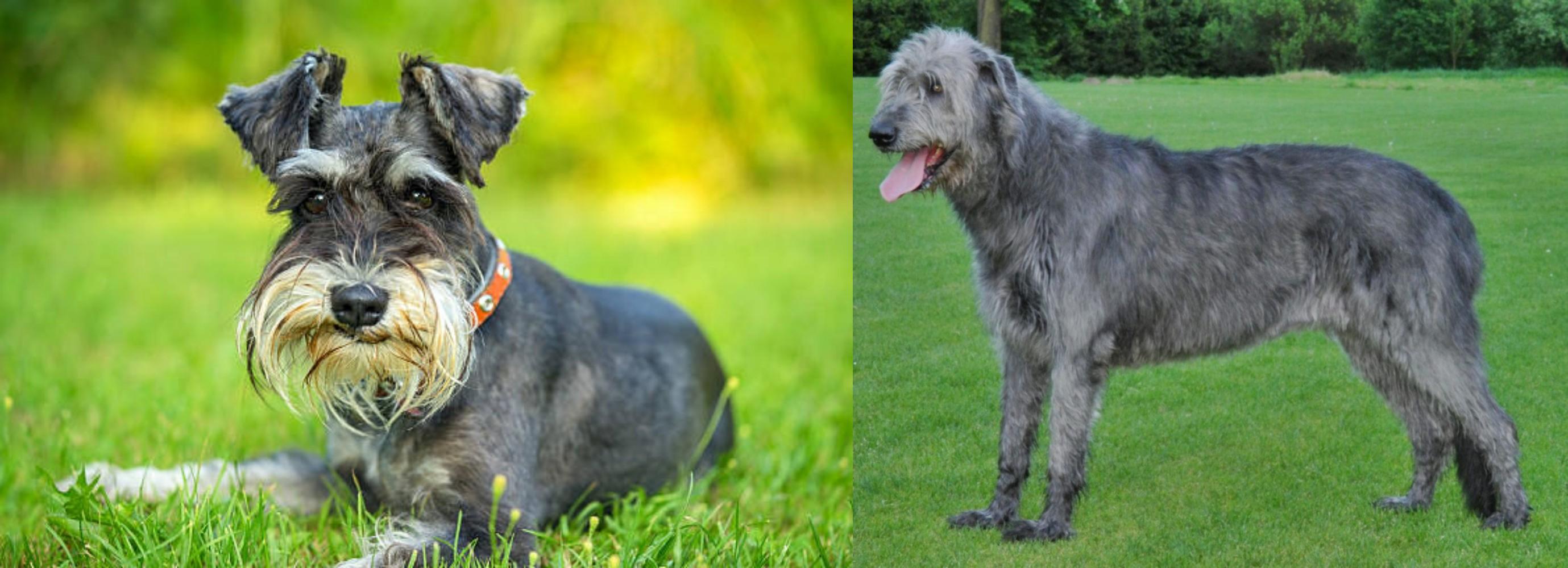 irish wolfhound schnauzer