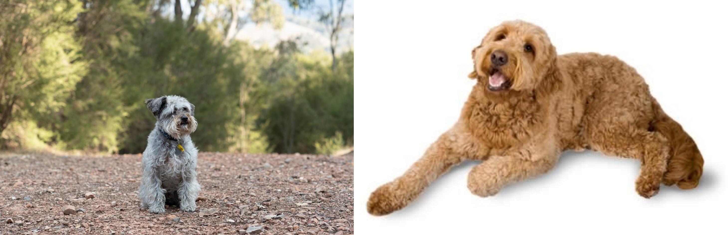 golden schnoodle puppies
