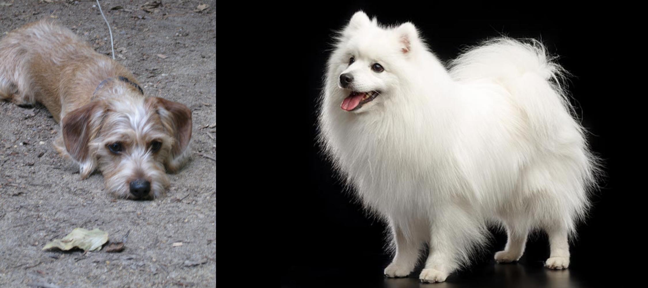 Schweenie Vs Japanese Spitz Breed Comparison Mydogbreeds