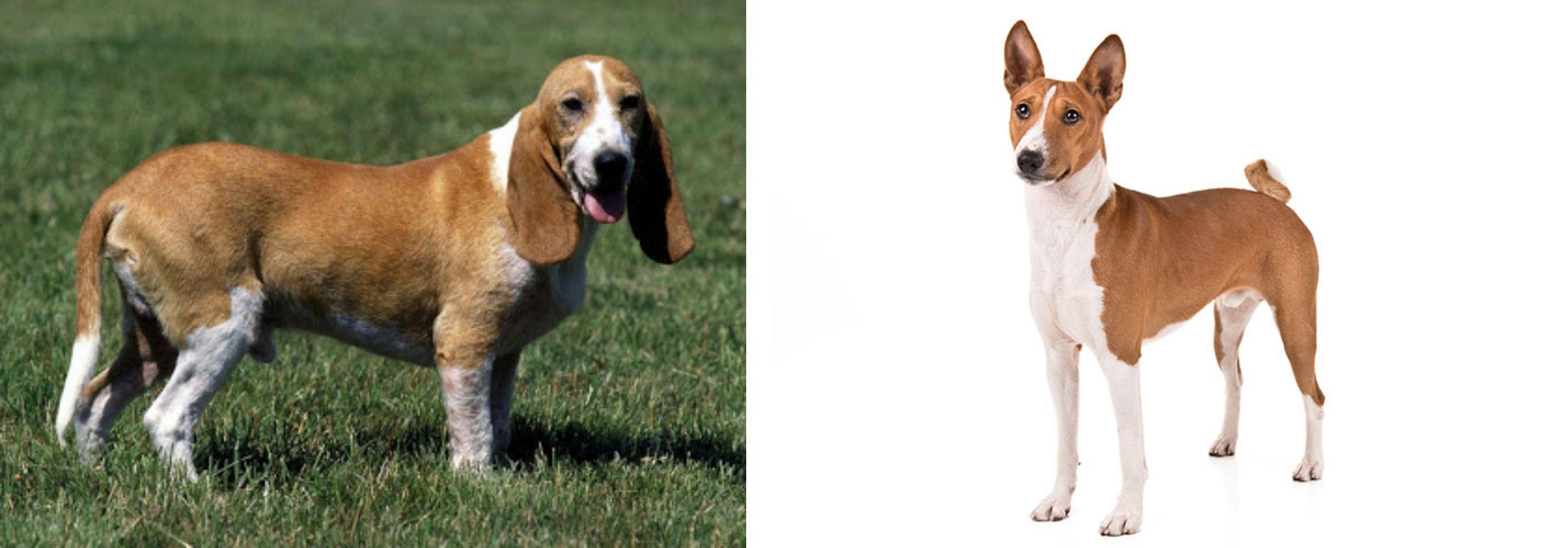 Schweizer Niederlaufhund Vs Basenji Breed Comparison