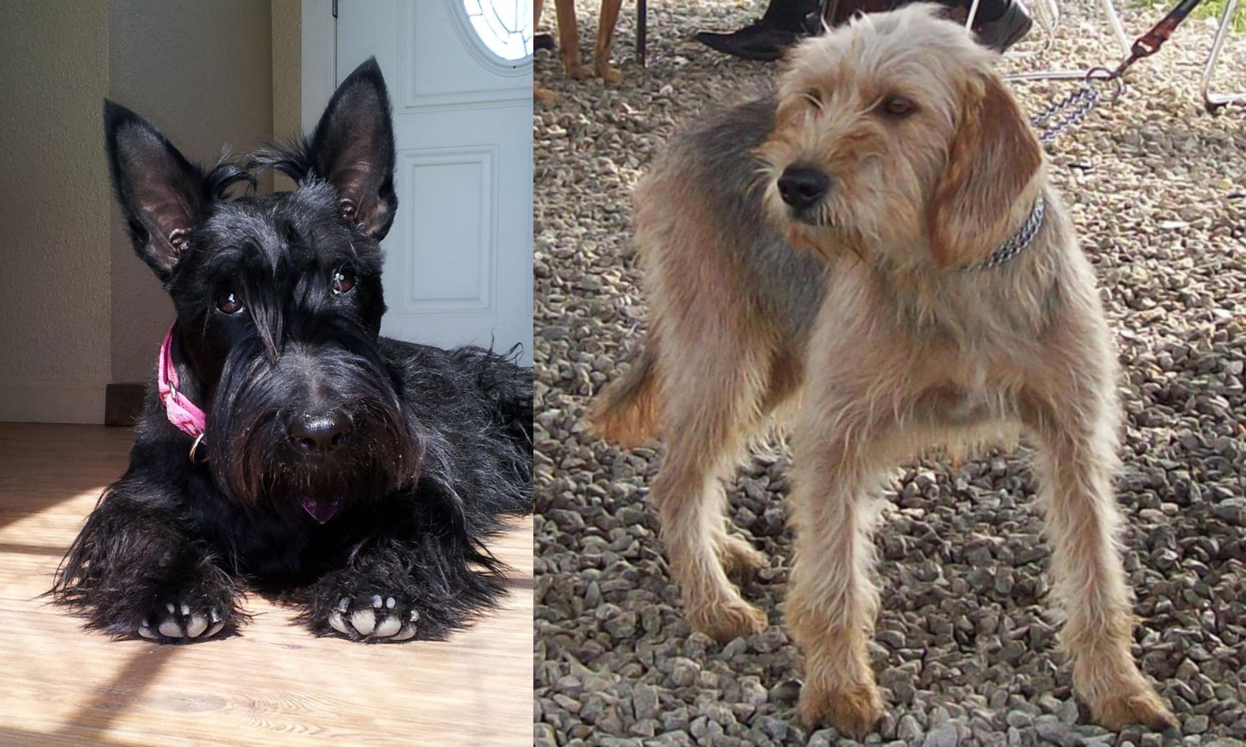 Scottish Terrier Vs Bosnian Coarse Haired Hound Breed Comparison