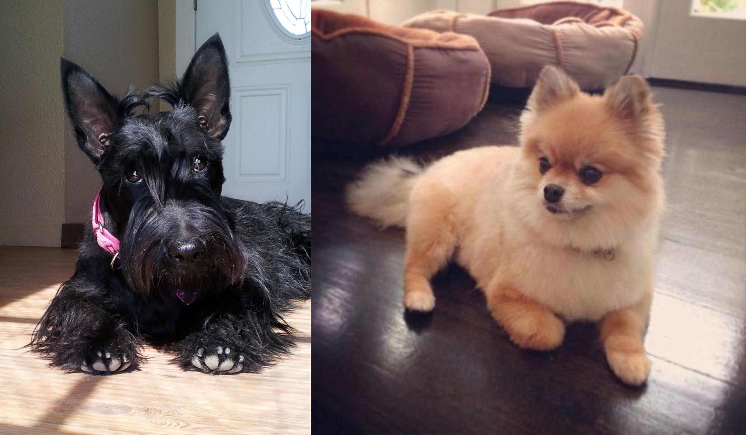 pomeranian cross terrier