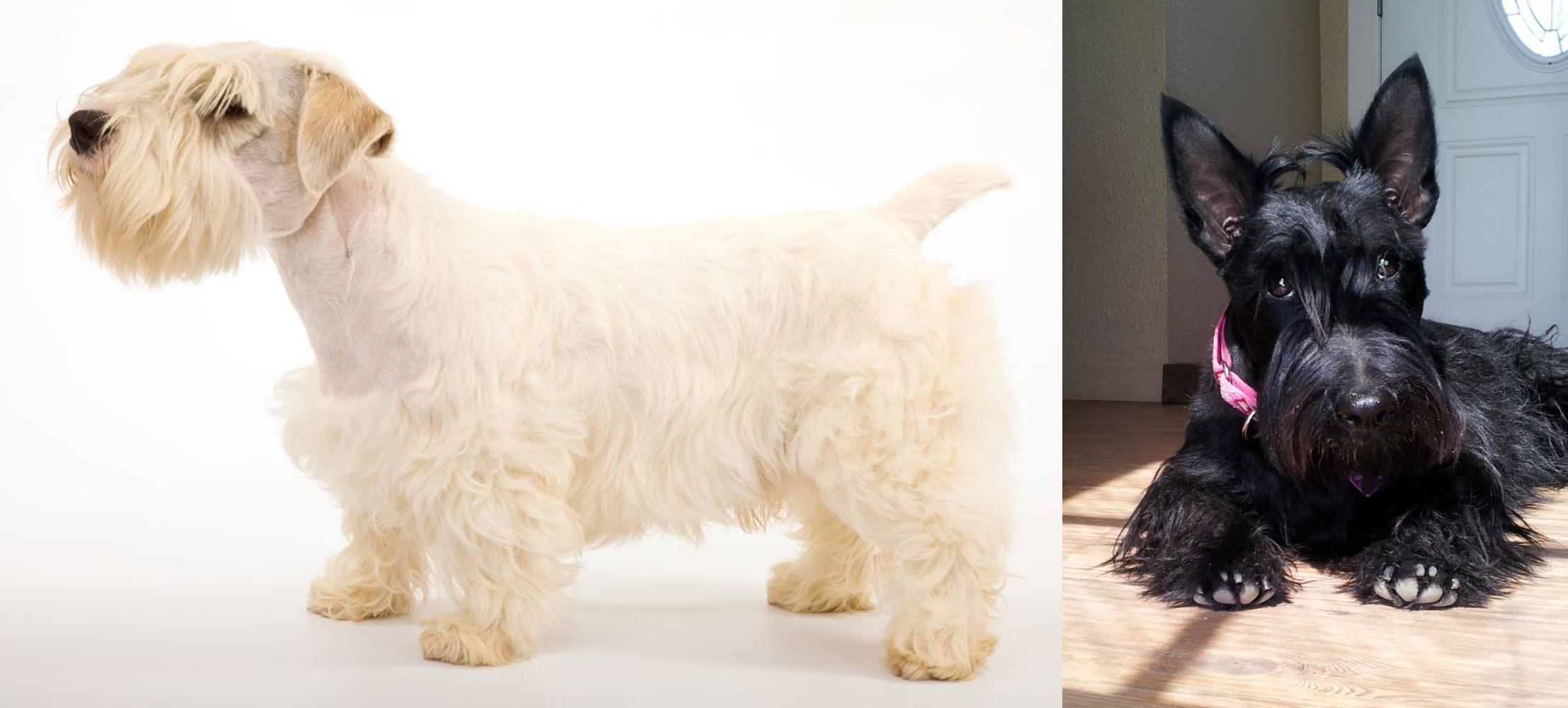 Sealyham Terrier Vs Scottish Terrier Breed Comparison
