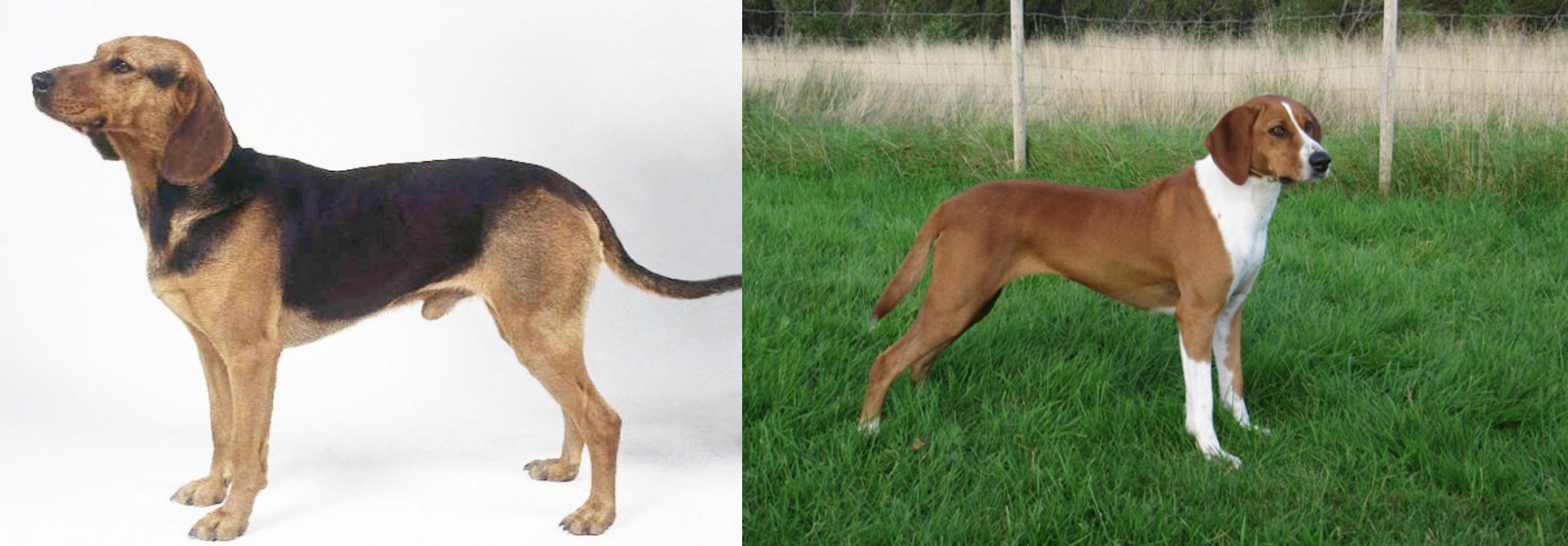 Serbian Hound Vs Hygenhund Breed Comparison Mydogbreeds