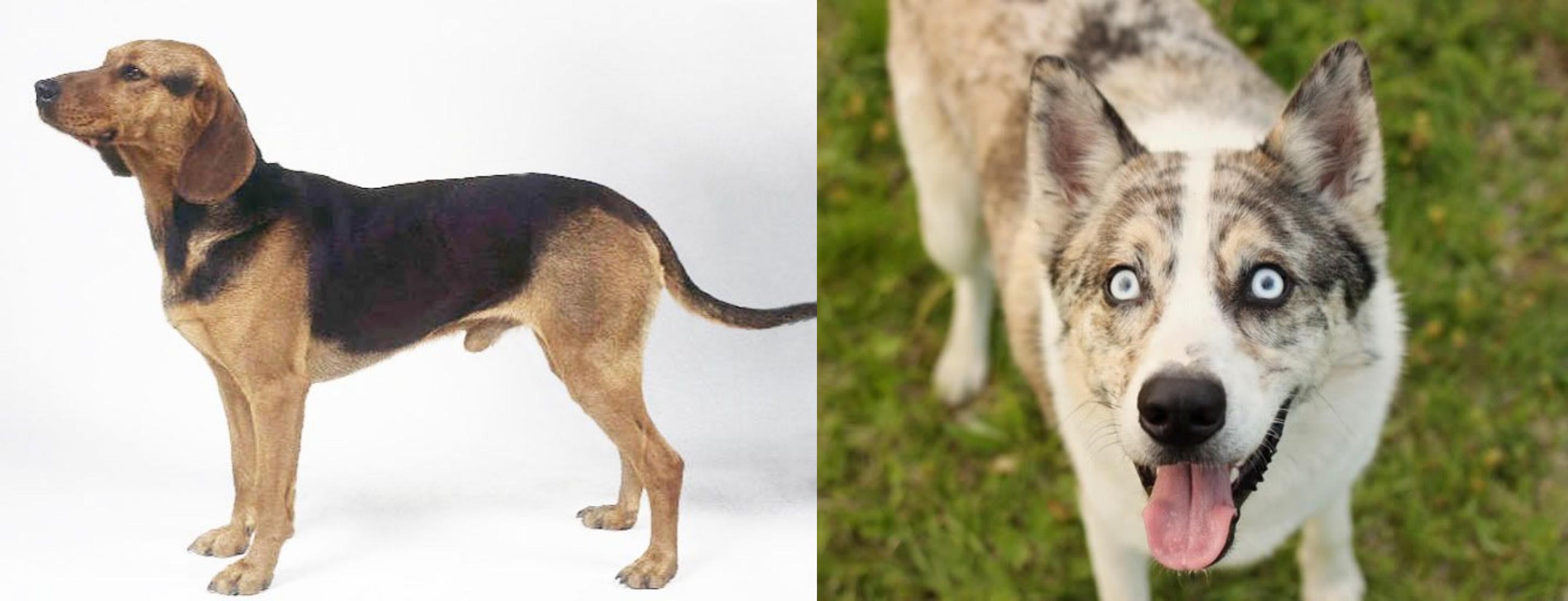 Shepherd Husky vs Serbian Hound Breed Comparison