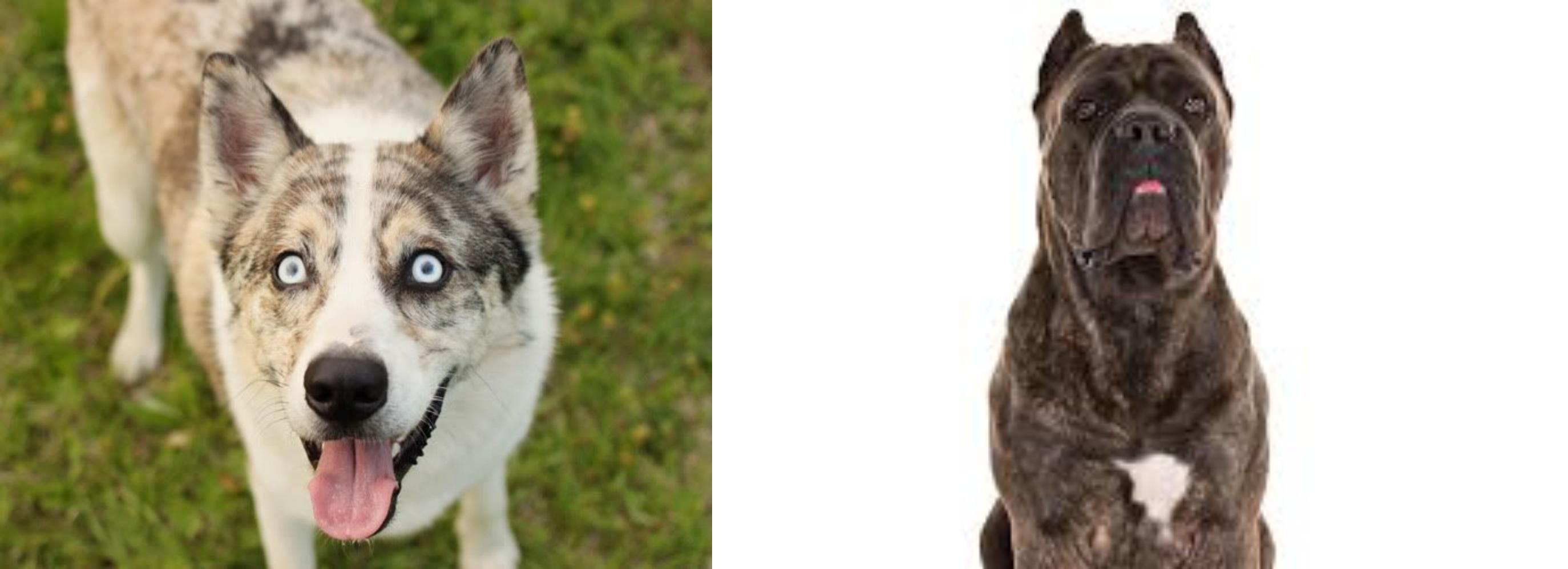 cane corso mix with husky