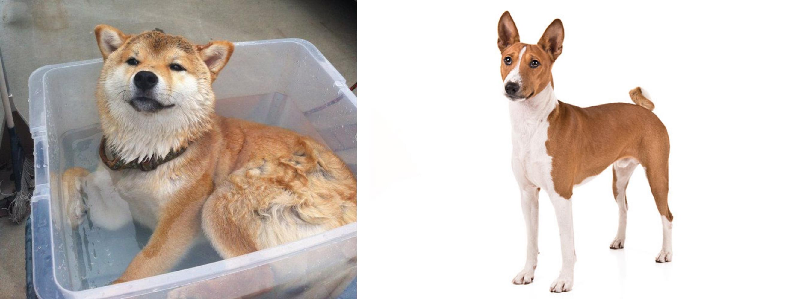 basenji shiba inu