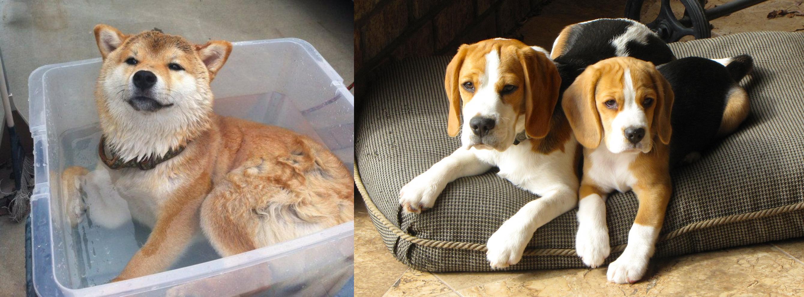 shiba inu beagle