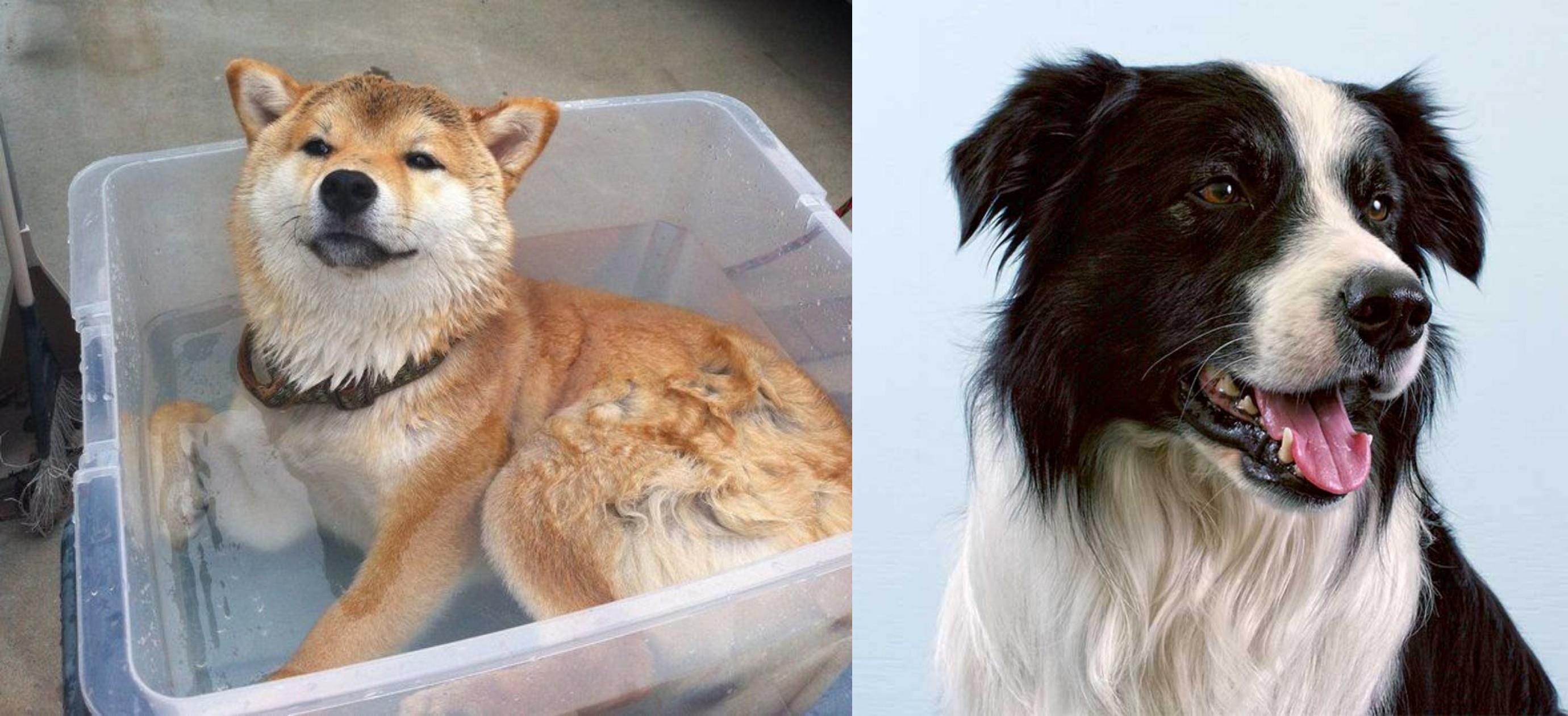 shiba inu x border collie