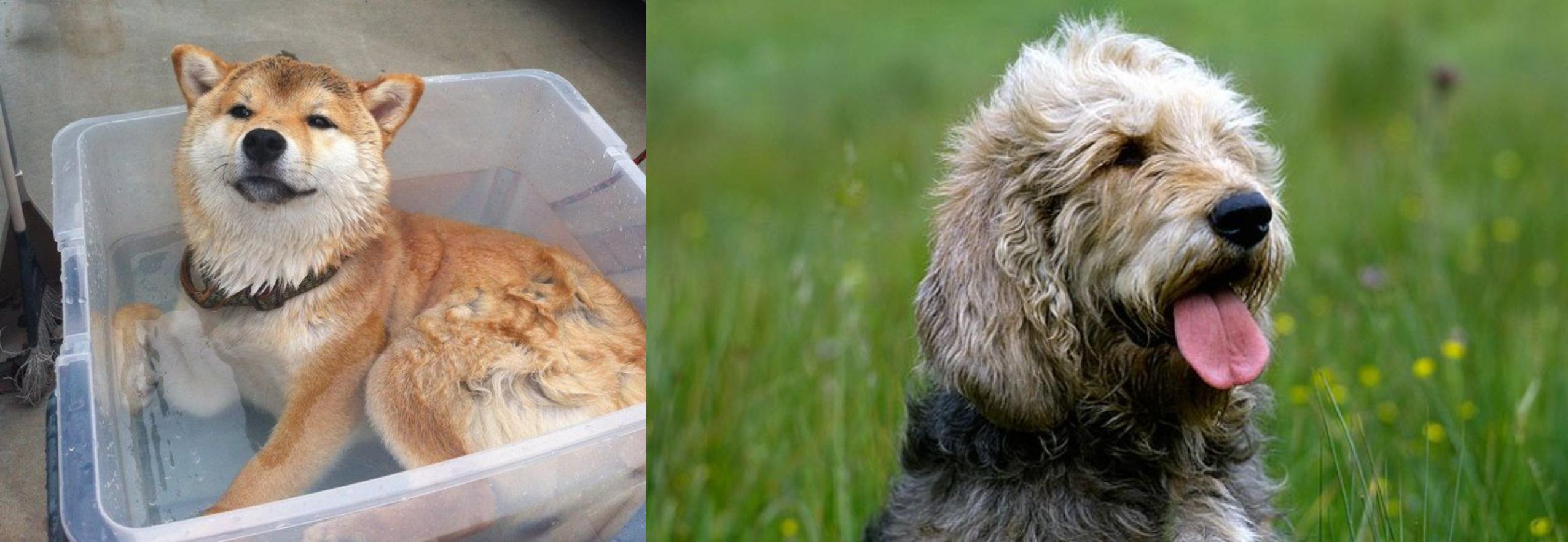 Shiba Inu Vs Otterhound Breed Comparison Mydogbreeds