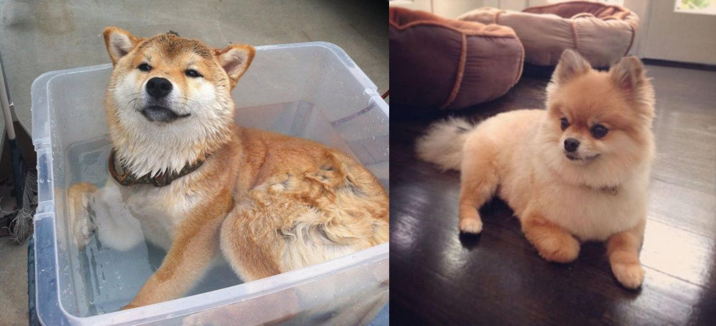 Shiba Inu Vs Pomeranian Breed Comparison Mydogbreeds