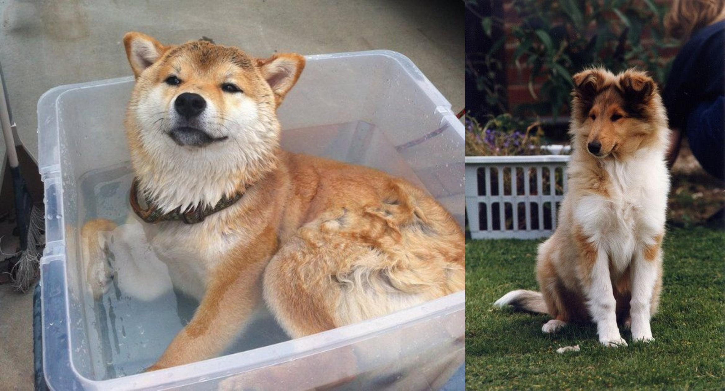 shiba inu with floppy ears