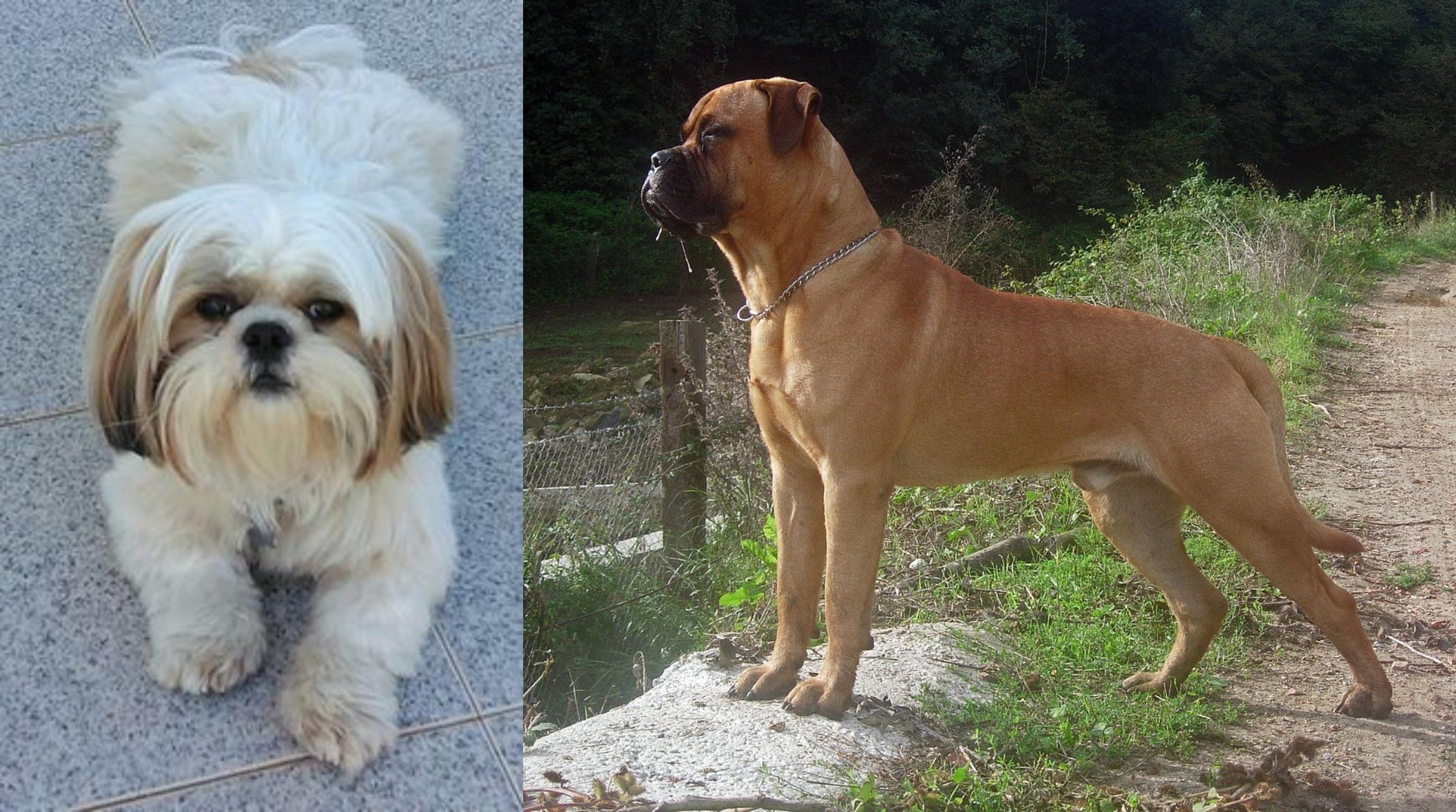 bullmastiff poodle mix