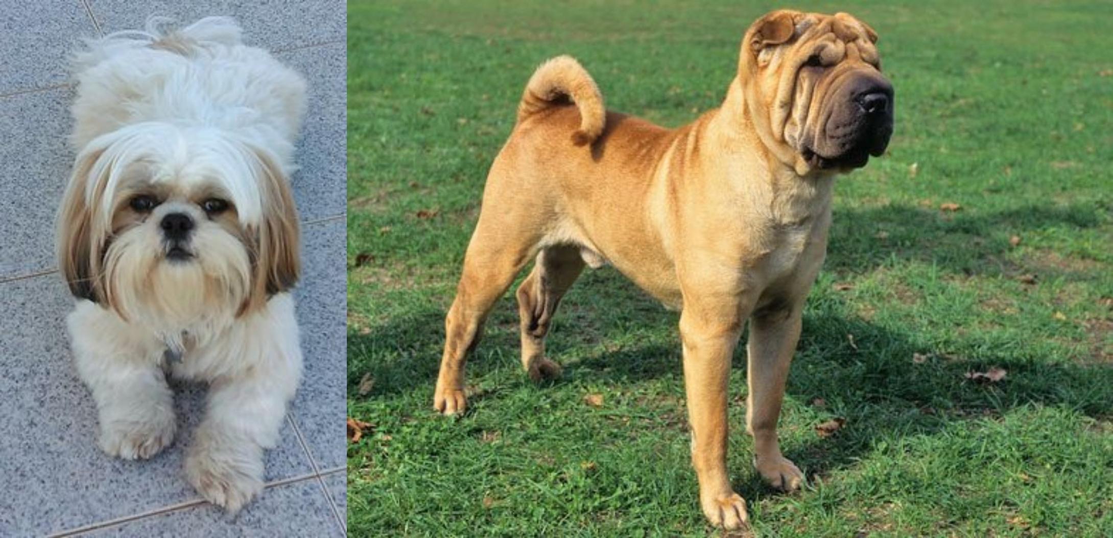 shih tzu shar pei