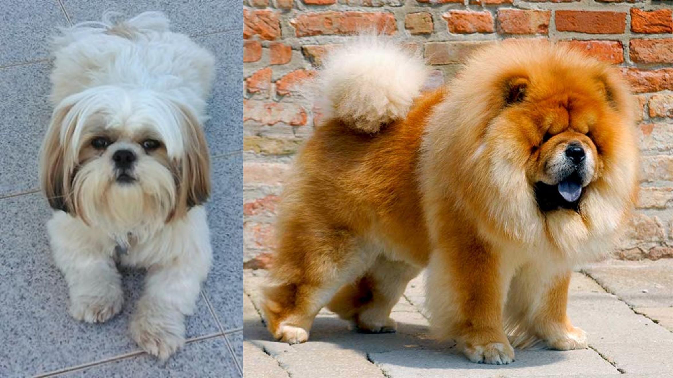 chow chow and shih tzu
