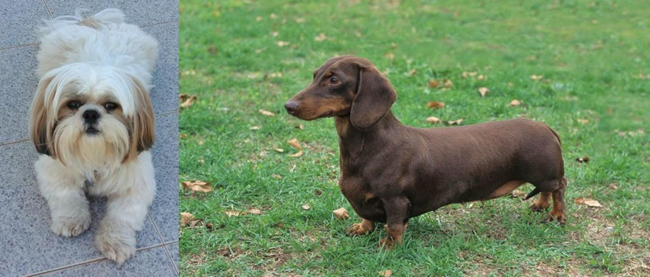 shih tzu and dachshund