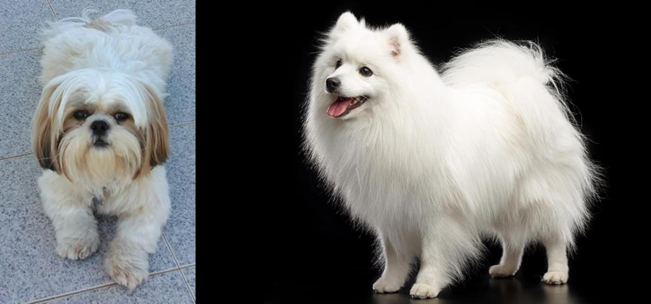 Shih Tzu Vs Japanese Spitz Breed Comparison Mydogbreeds