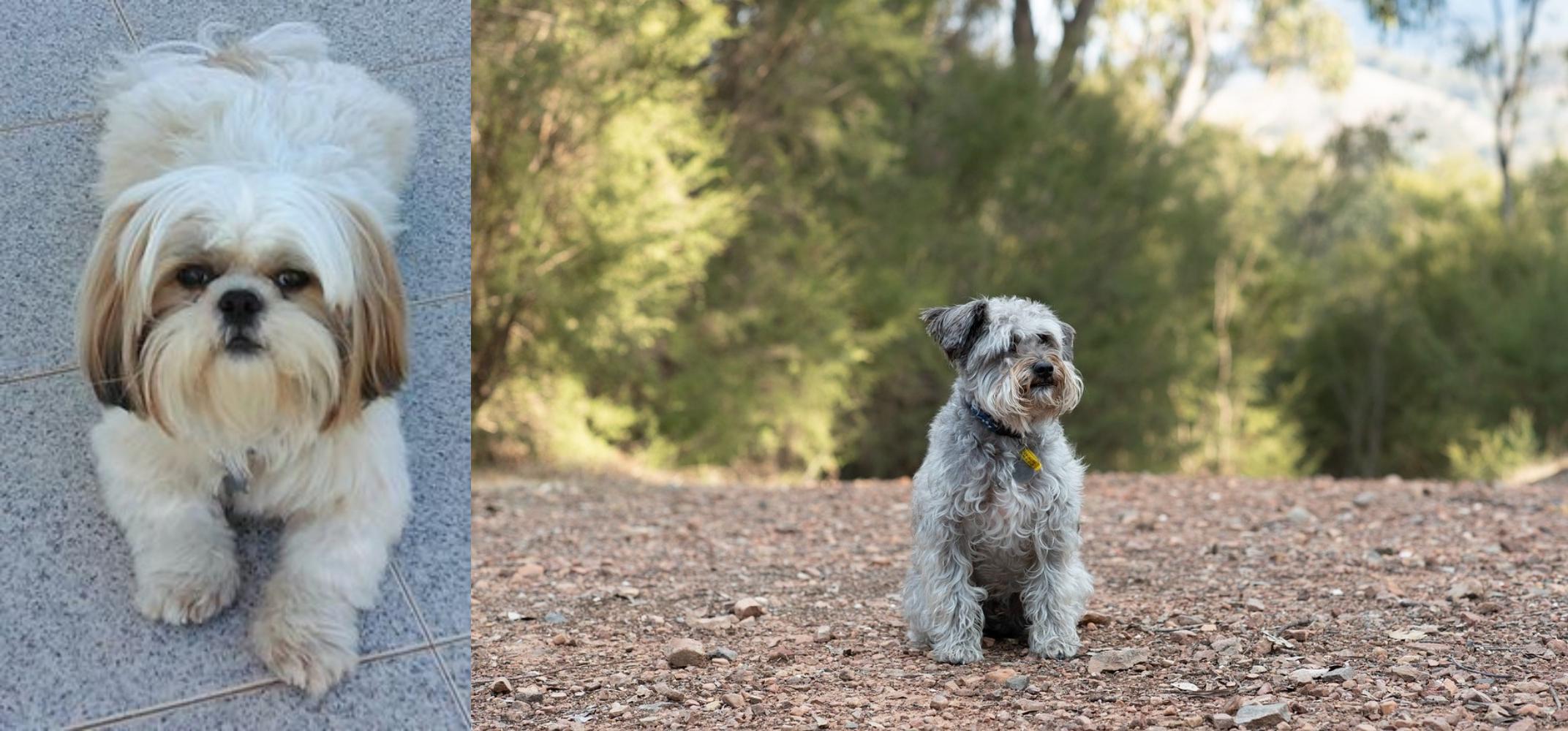 schnauzer cross shih tzu