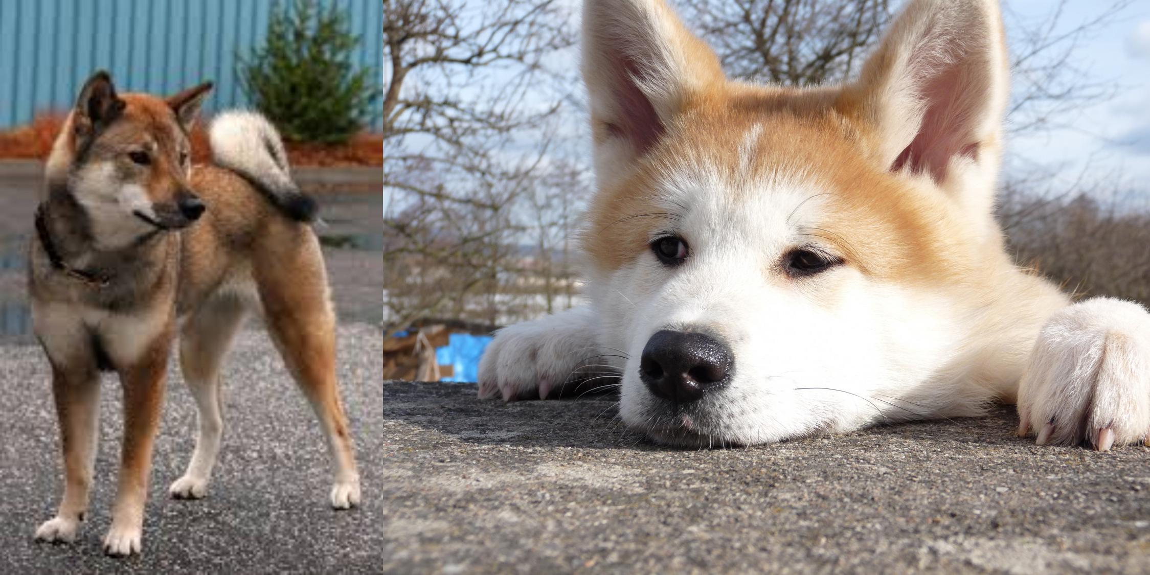 Shikoku Vs Akita Breed Comparison Mydogbreeds