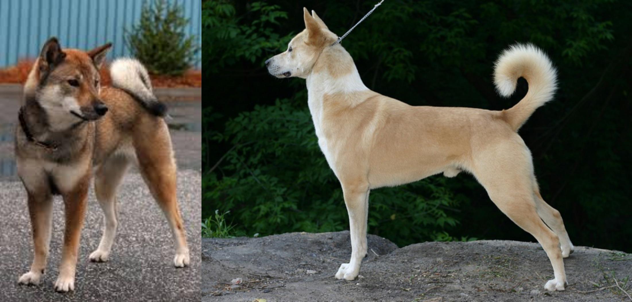 Shikoku Vs Canaan Dog Breed Comparison Mydogbreeds