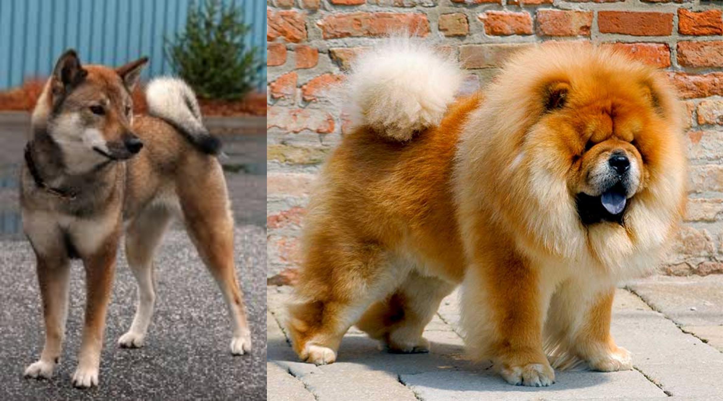 Shikoku Vs Chow Chow Breed Comparison Mydogbreeds