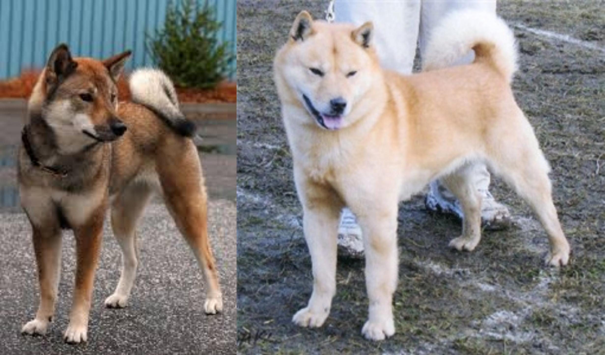 Shikoku Vs Hokkaido Breed Comparison Mydogbreeds
