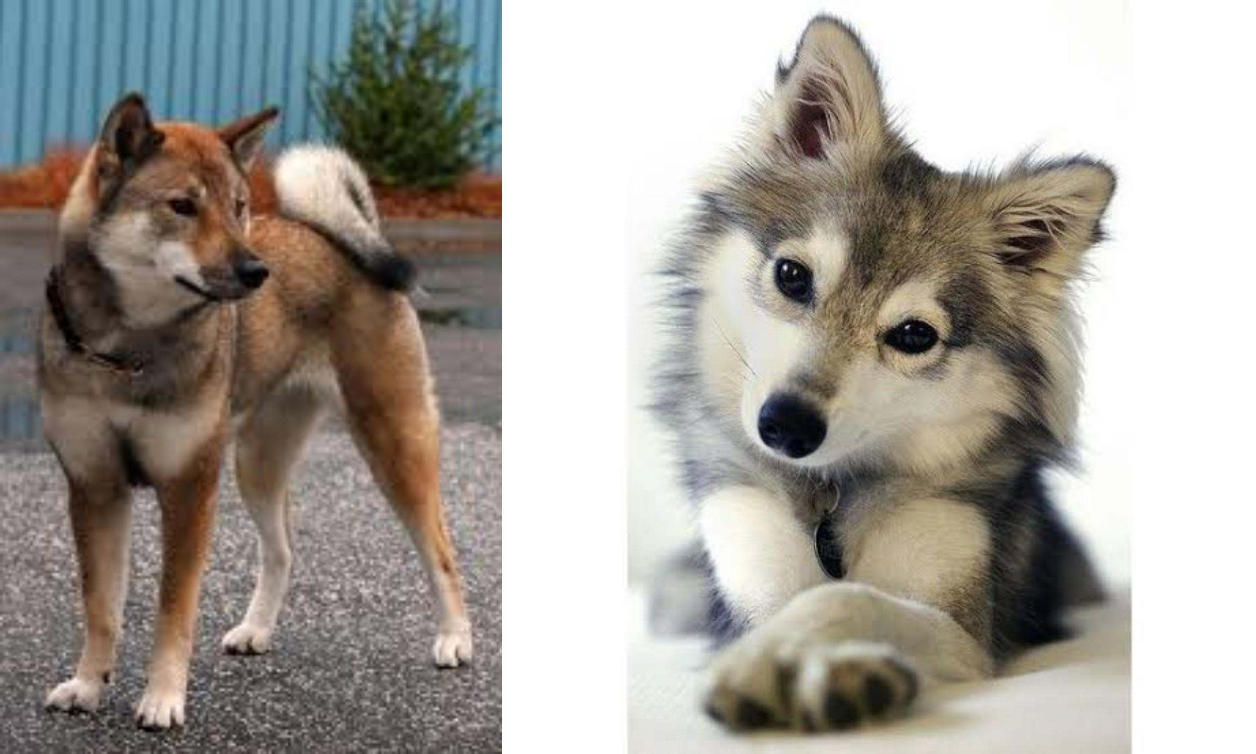 Shikoku Vs Miniature Siberian Husky Breed Comparison