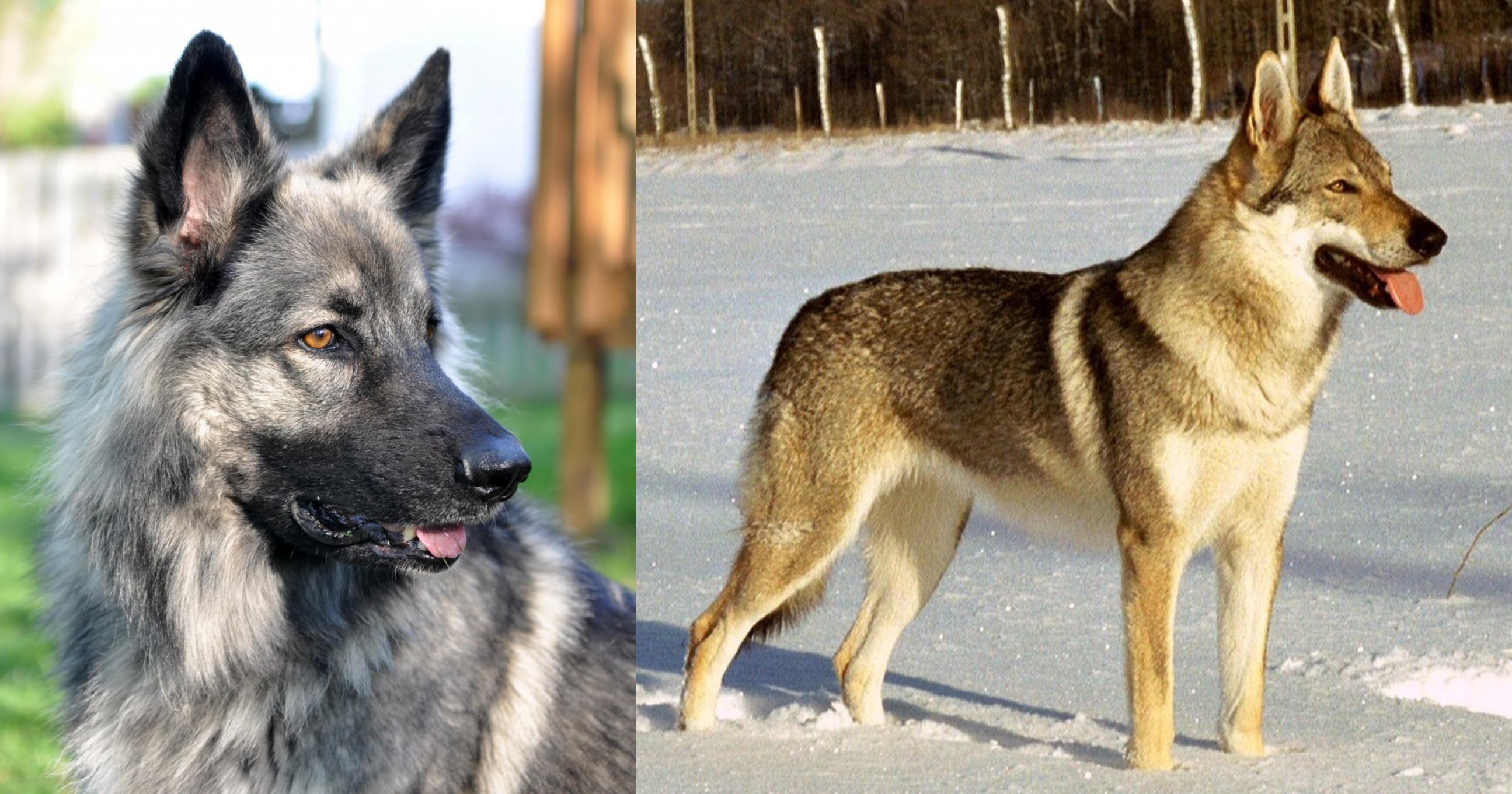 shepherd wolf dog