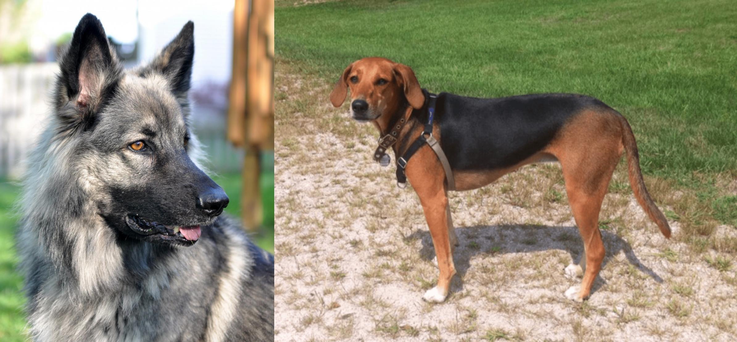 kerry beagle association