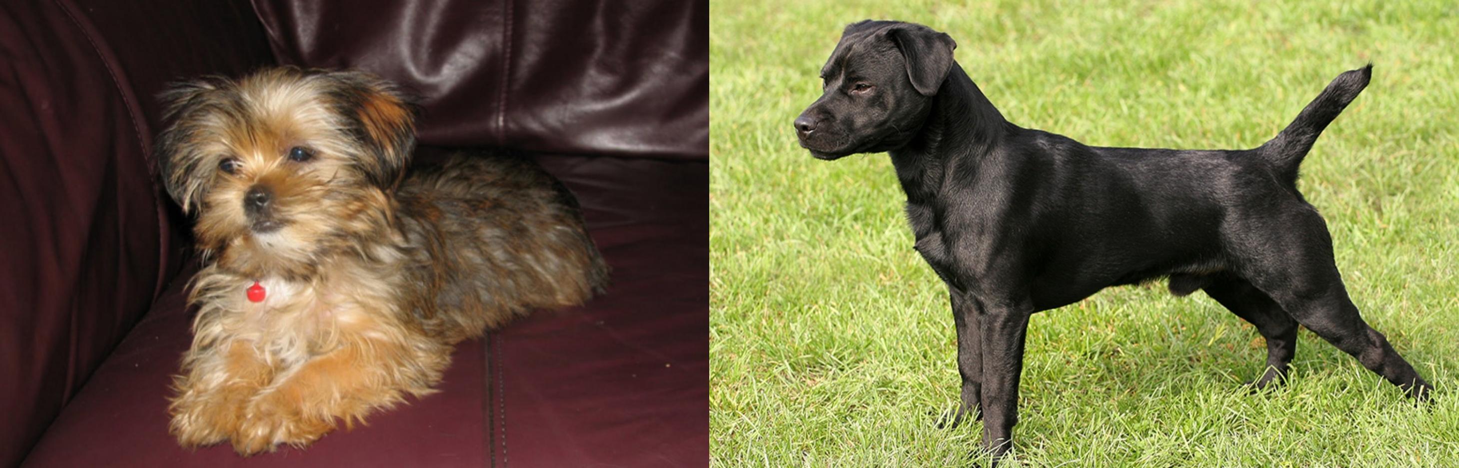 Shorkie Vs Patterdale Terrier Breed Comparison Mydogbreeds