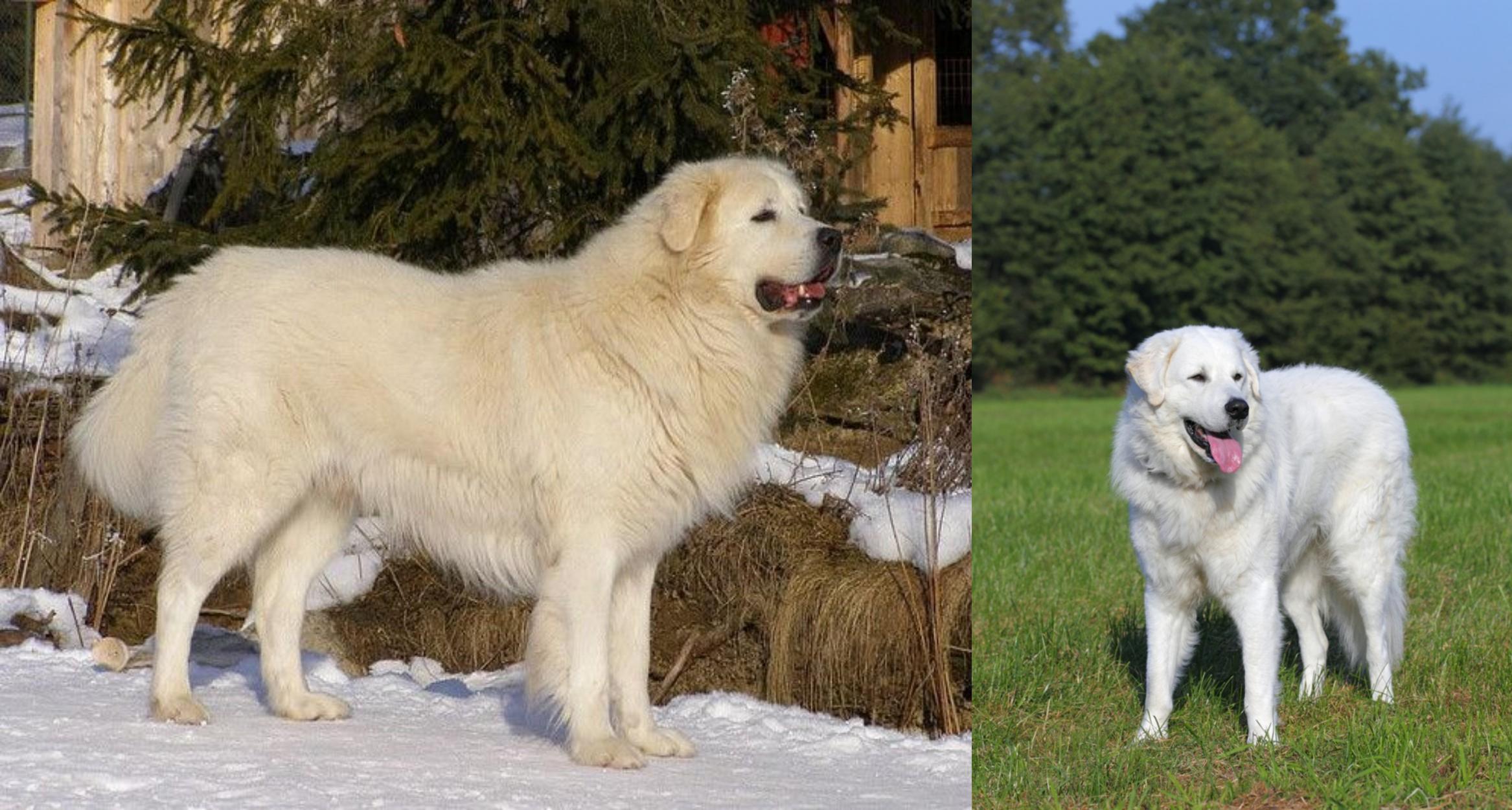 Slovak Cuvac Vs Kuvasz Breed Comparison Mydogbreeds