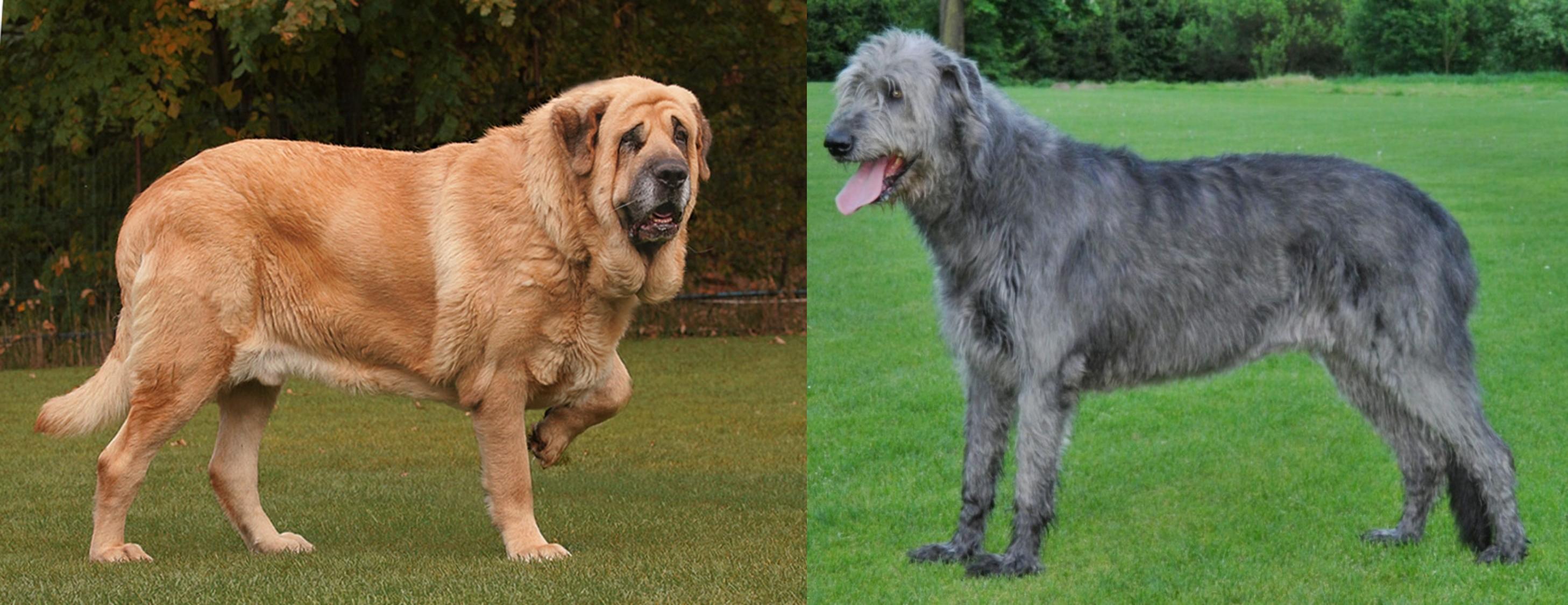 irish wolfhound x mastiff