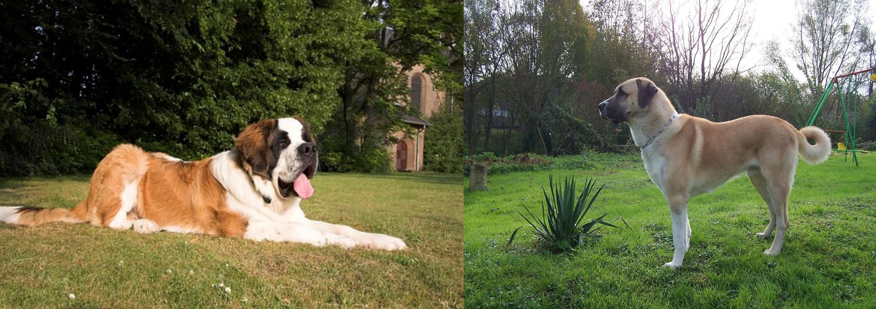 anatolian shepherd st bernard mix