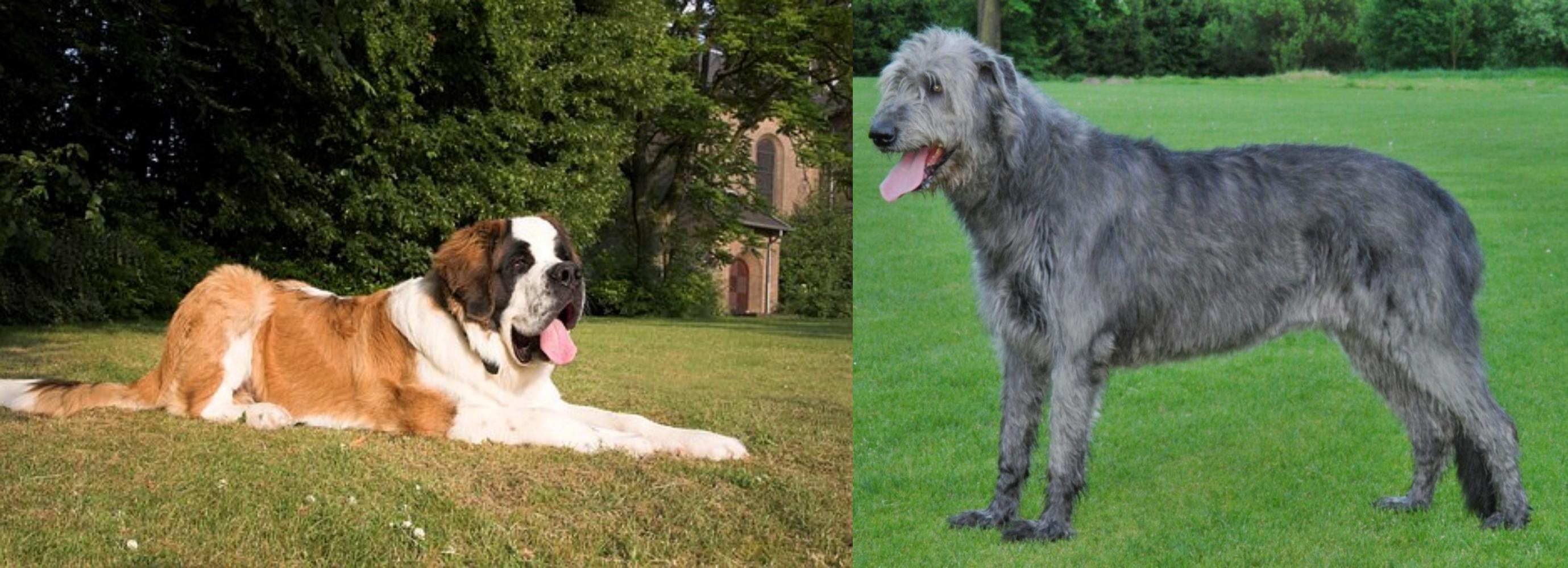 St Bernard Vs Irish Wolfhound Breed Comparison