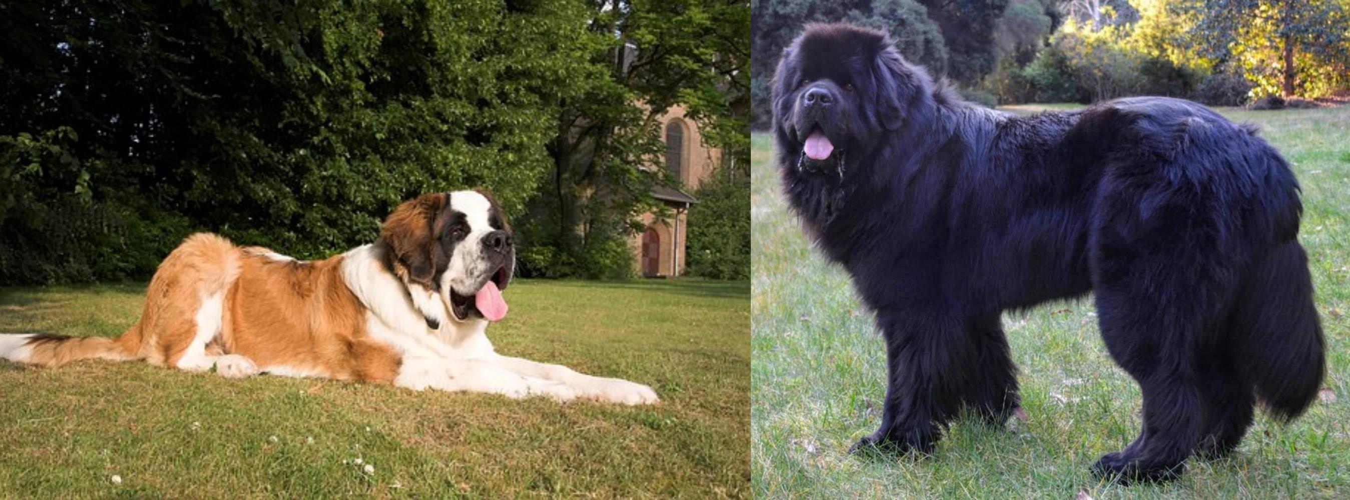 St. Bernard vs Newfoundland Dog Breed Comparison