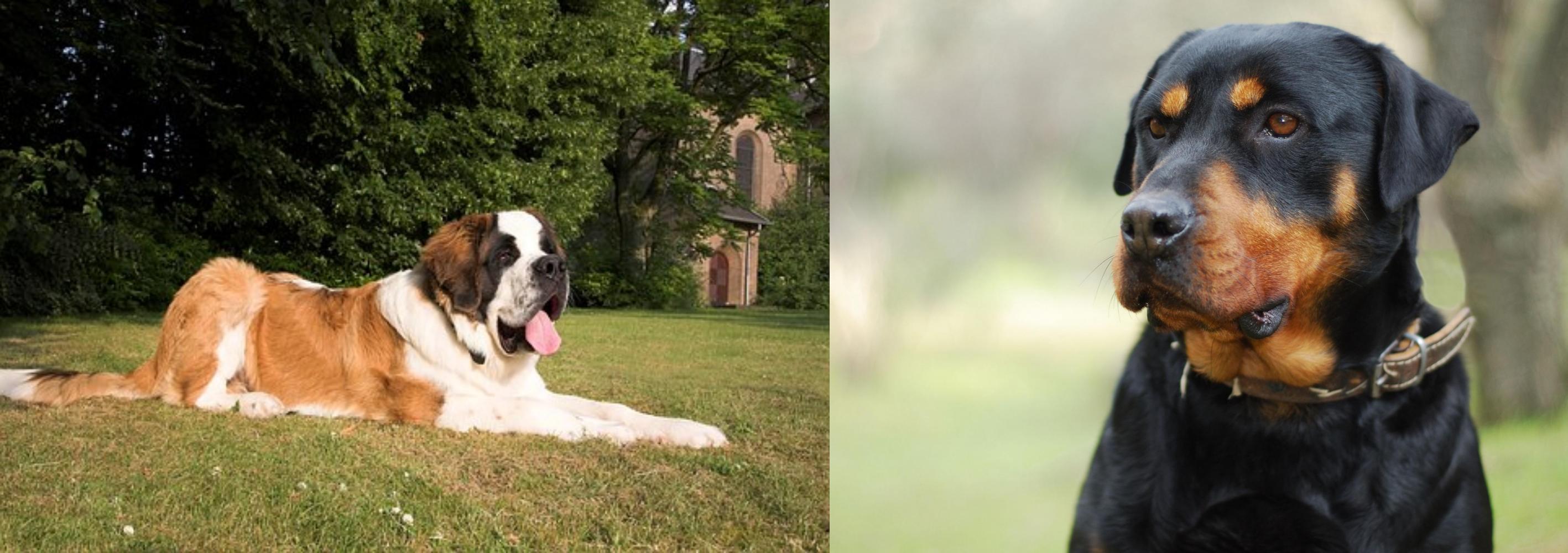 st bernard rottweiler