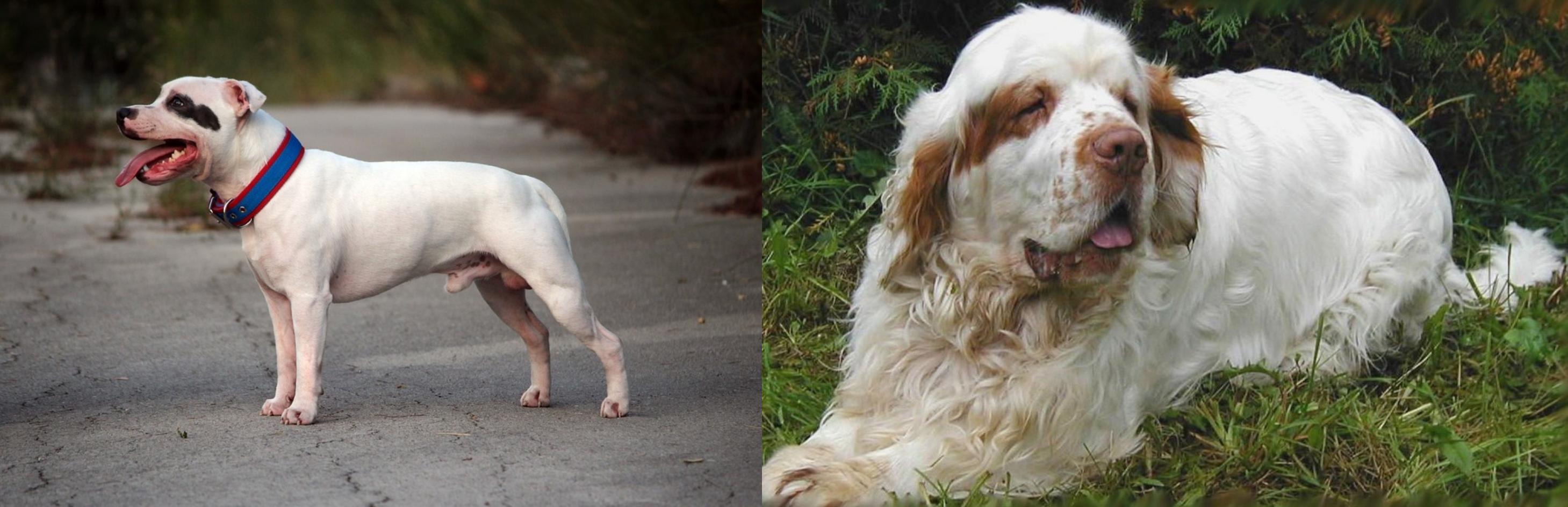 Staffordshire Bull Terrier Vs Clumber Spaniel Breed Comparison