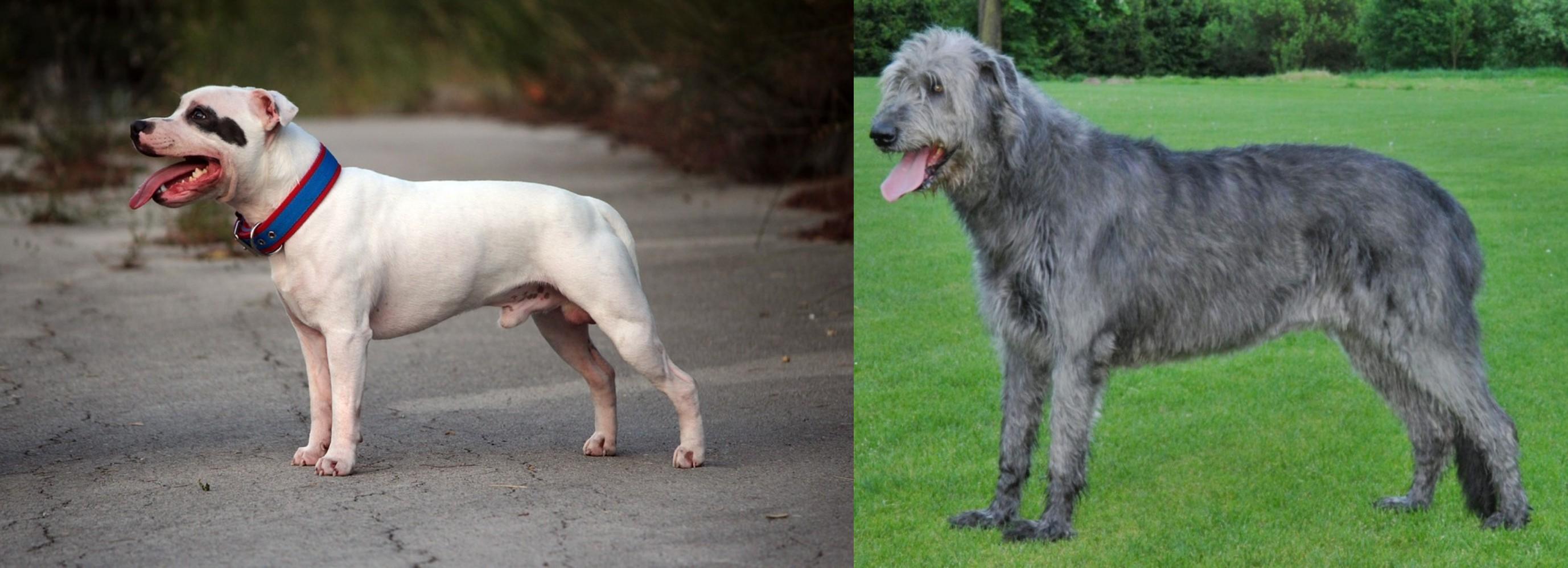 Irish Wolfhound Cross Staffy 2025