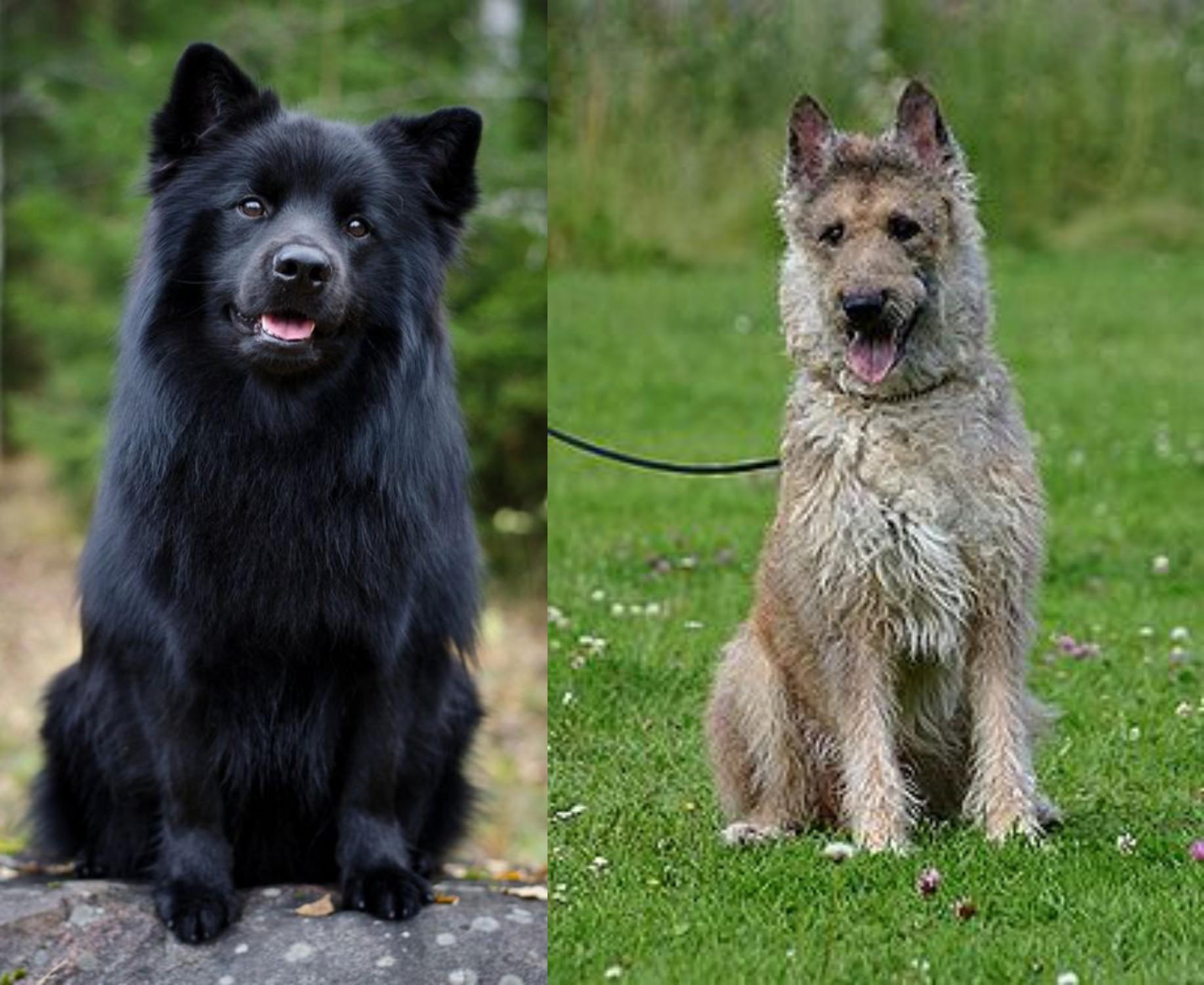 Swedish Lapphund Vs Belgian Shepherd Dog Laekenois Breed Comparison