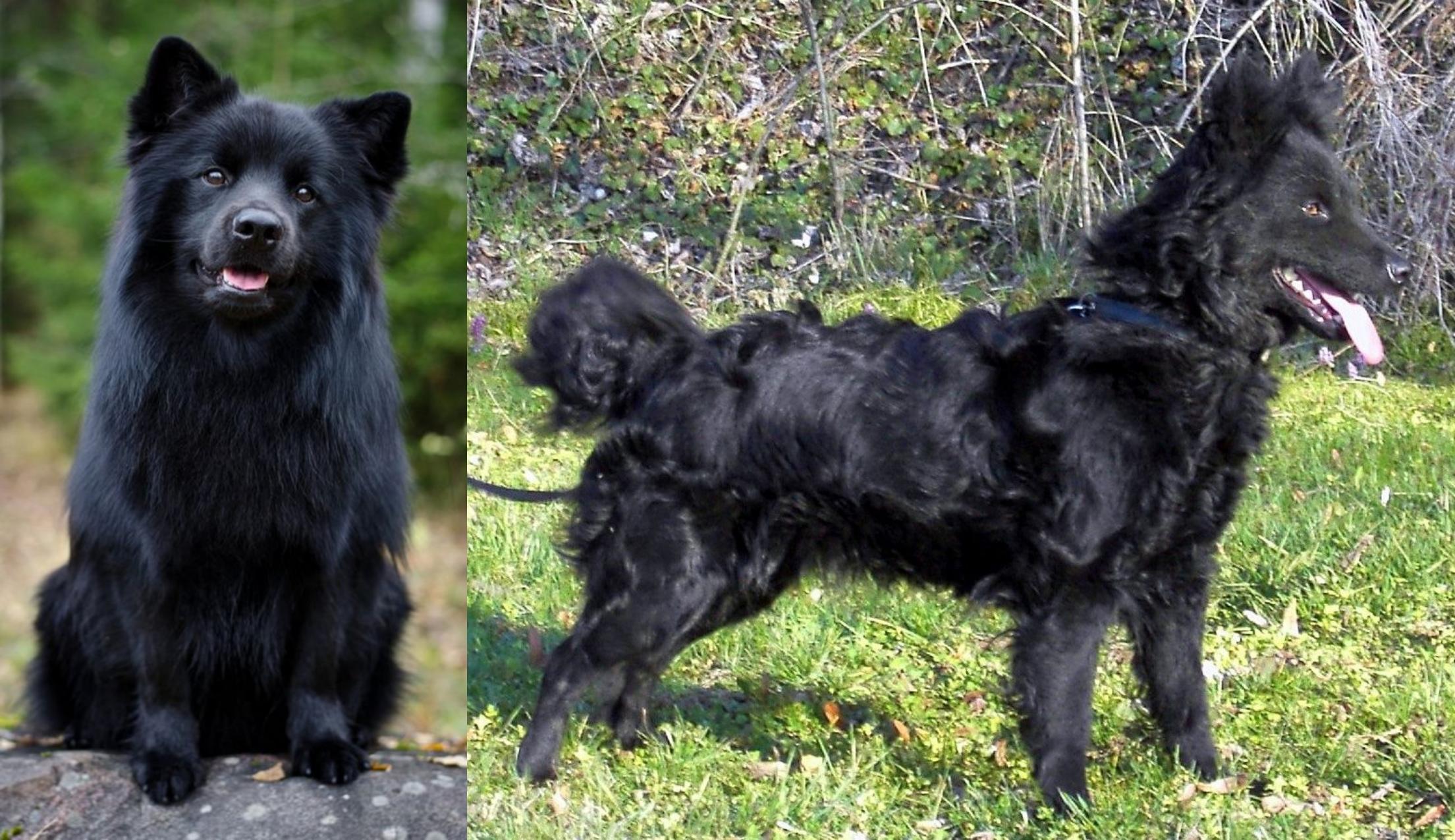 Swedish Lapphund Vs Mudi Breed Comparison Mydogbreeds