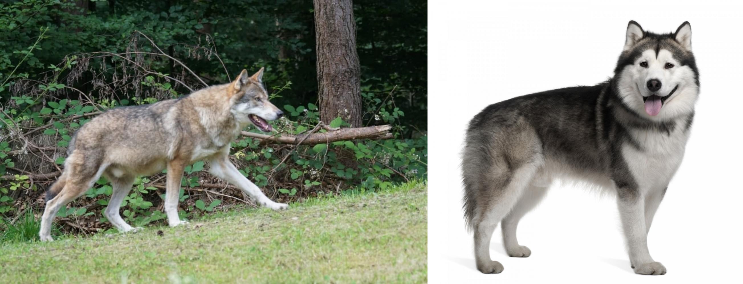 tamaskan malamute mix