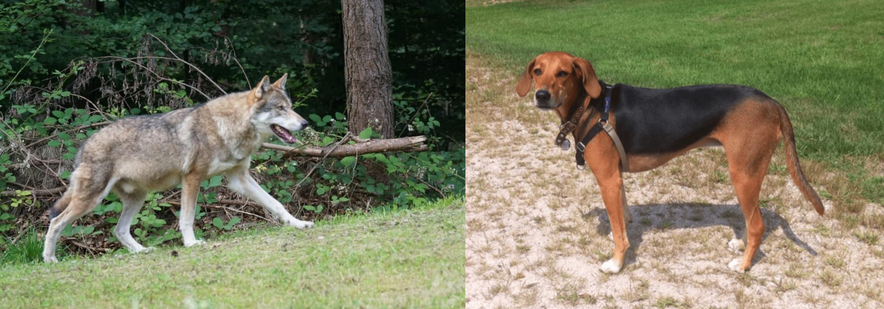 Tamaskan Vs Kerry Beagle Breed Comparison Mydogbreeds