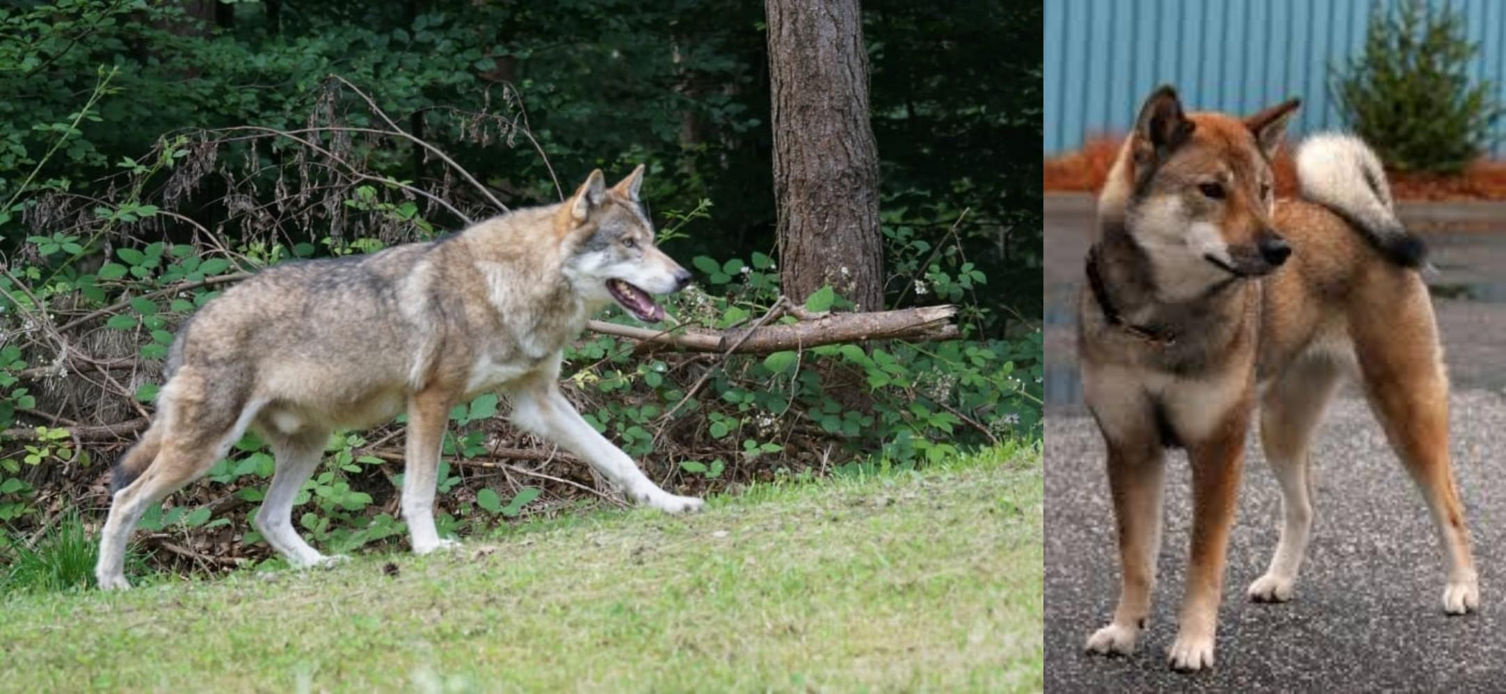 Tamaskan Vs Shikoku Breed Comparison Mydogbreeds