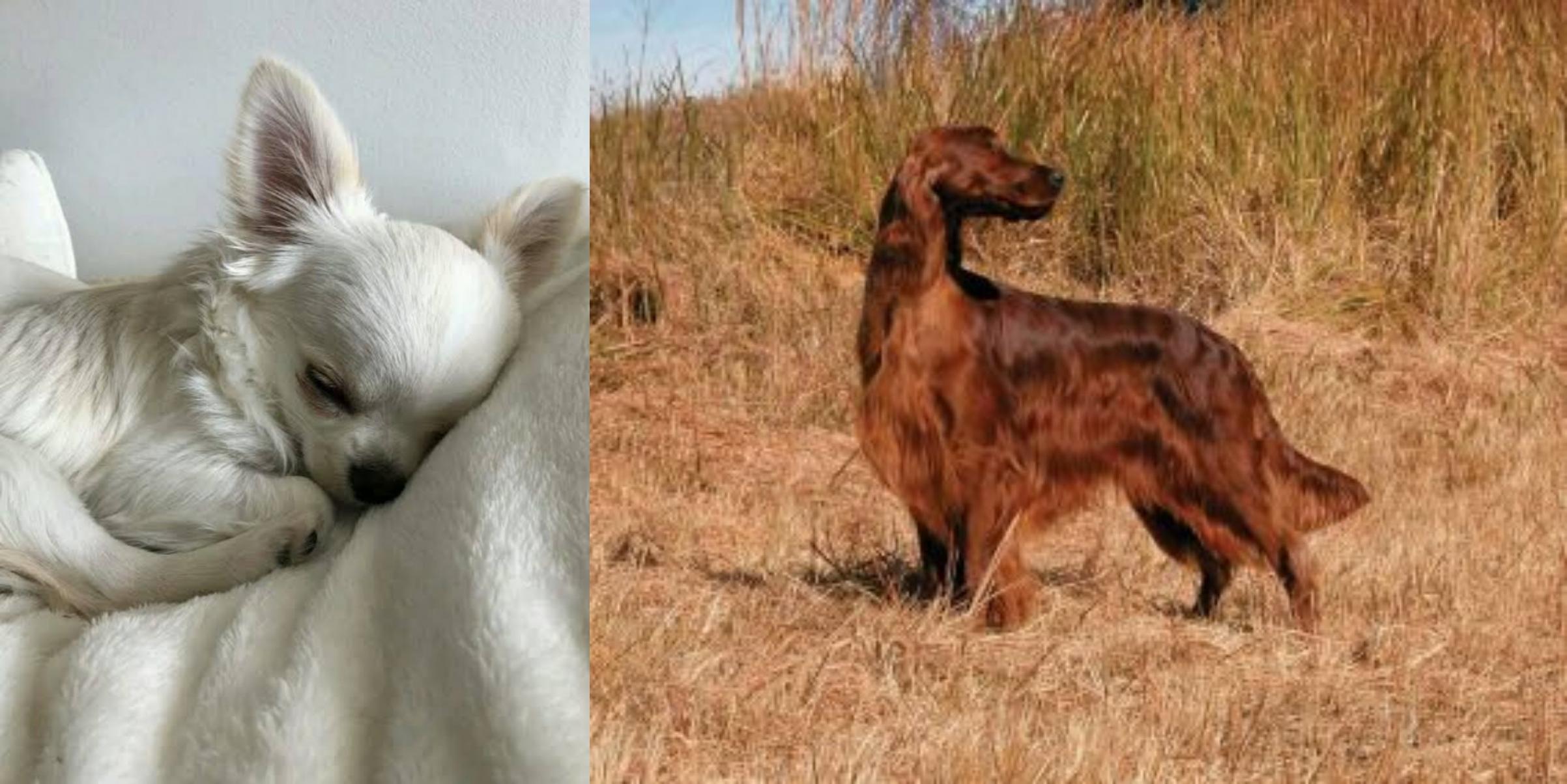 irish setter chihuahua mix