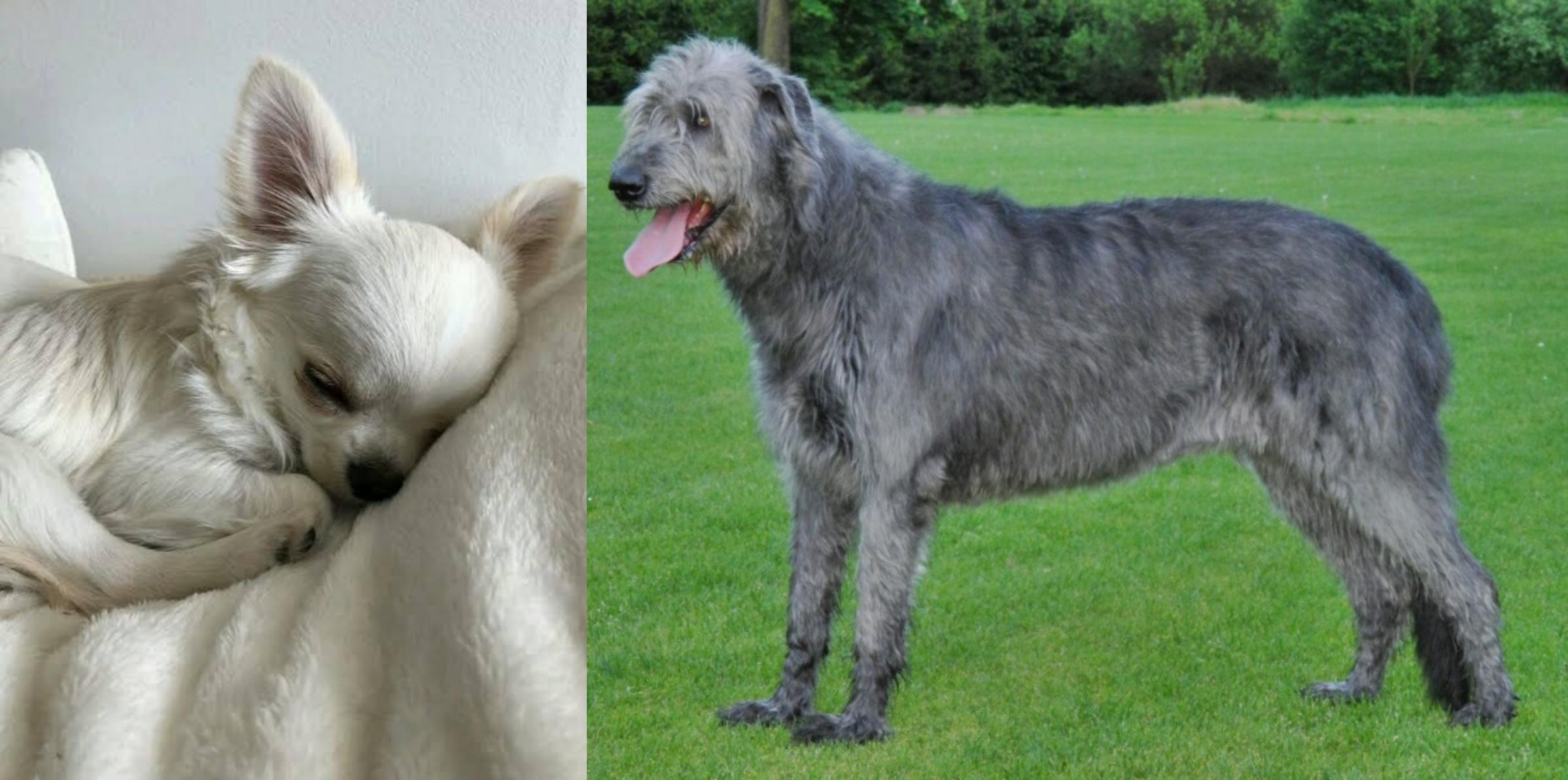irish wolfhound chihuahua mix
