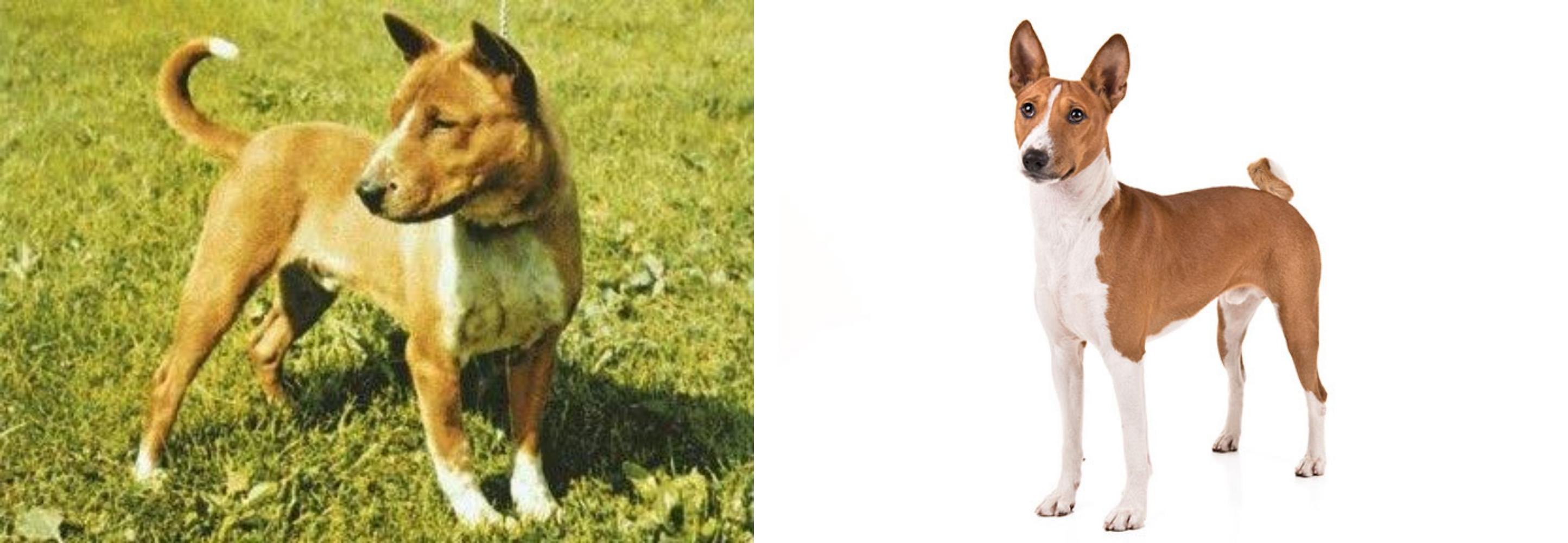 Telomian Vs Basenji Breed Comparison Mydogbreeds