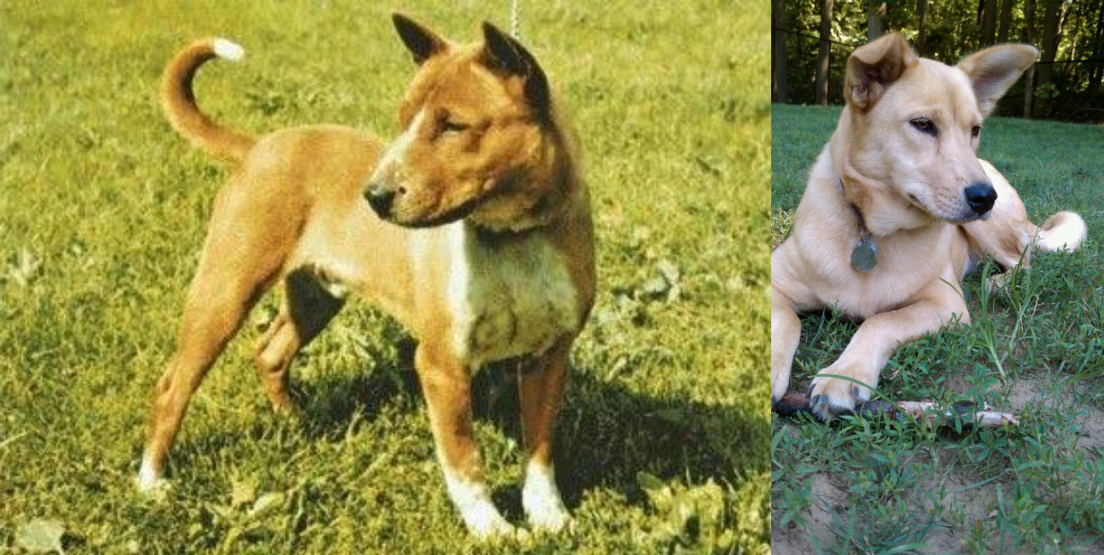 Telomian Vs Carolina Dog Breed Comparison Mydogbreeds