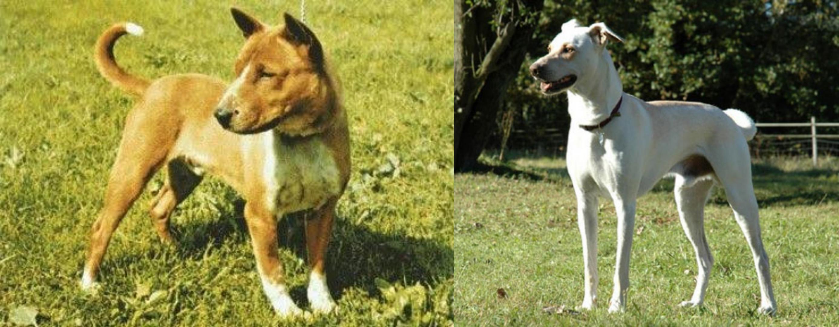 Telomian Vs Cretan Hound Breed Comparison Mydogbreeds
