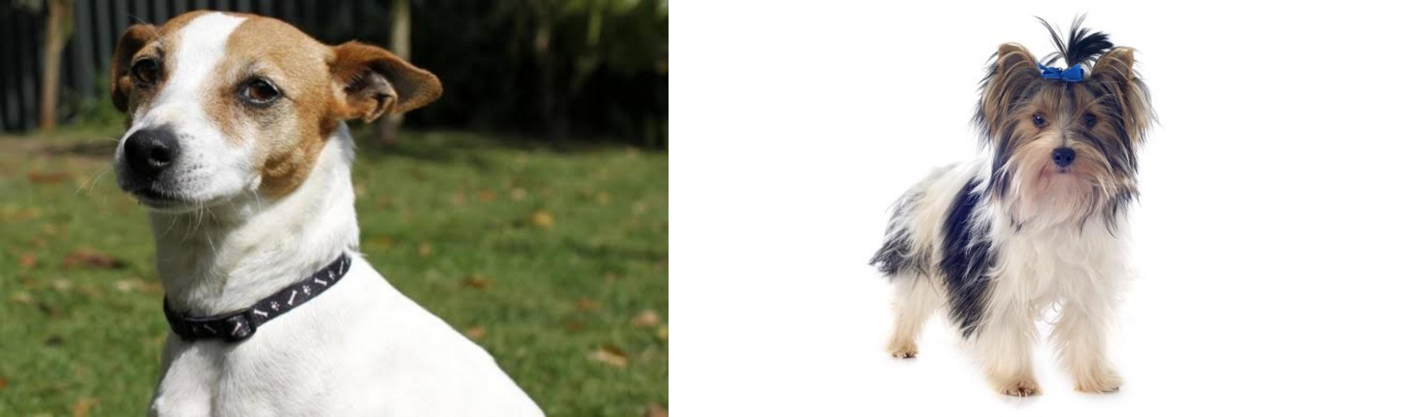 Tenterfield Terrier Vs Biewer Breed Comparison Mydogbreeds